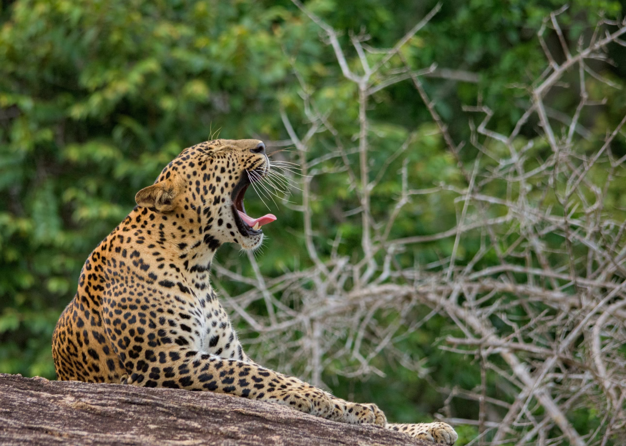 Sri Lanka private tour with driver – 7 days through Sigiriya, Ella, Yala and Galle