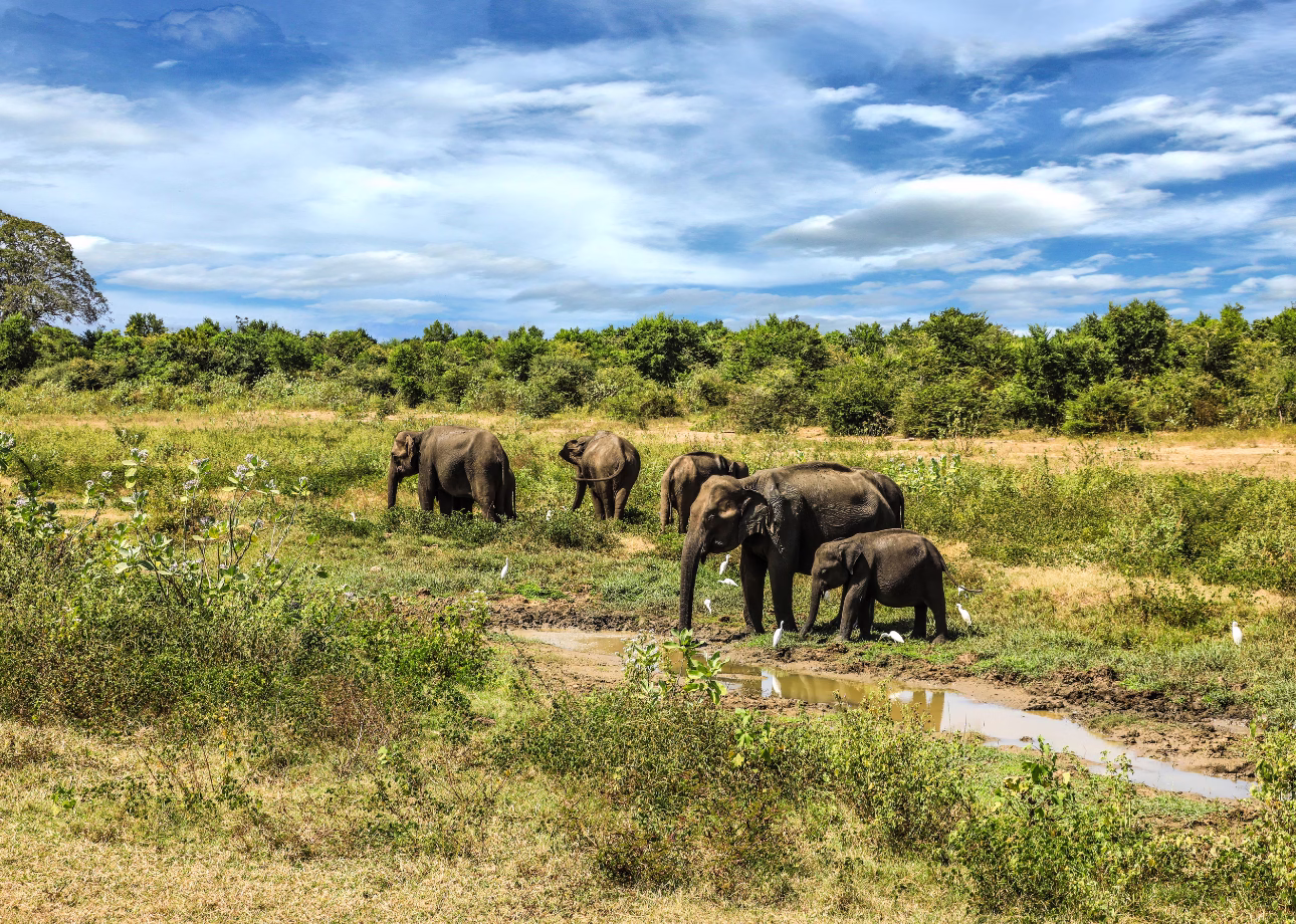 Best Time to Visit Sri Lanka for Wildlife (2026 Safari Guide)