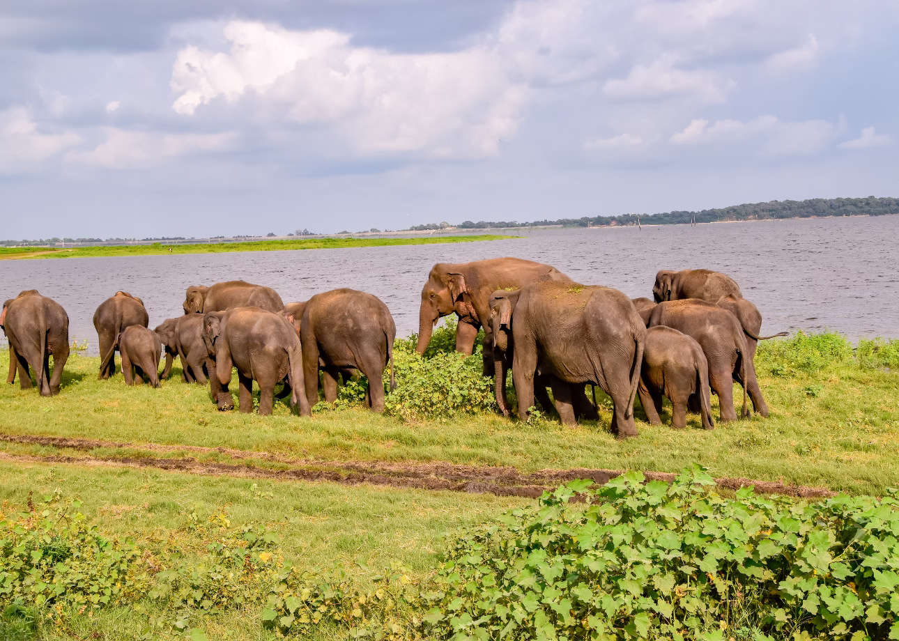 Sri Lanka Tour Packages from Germany: Your Ultimate Travel Guide