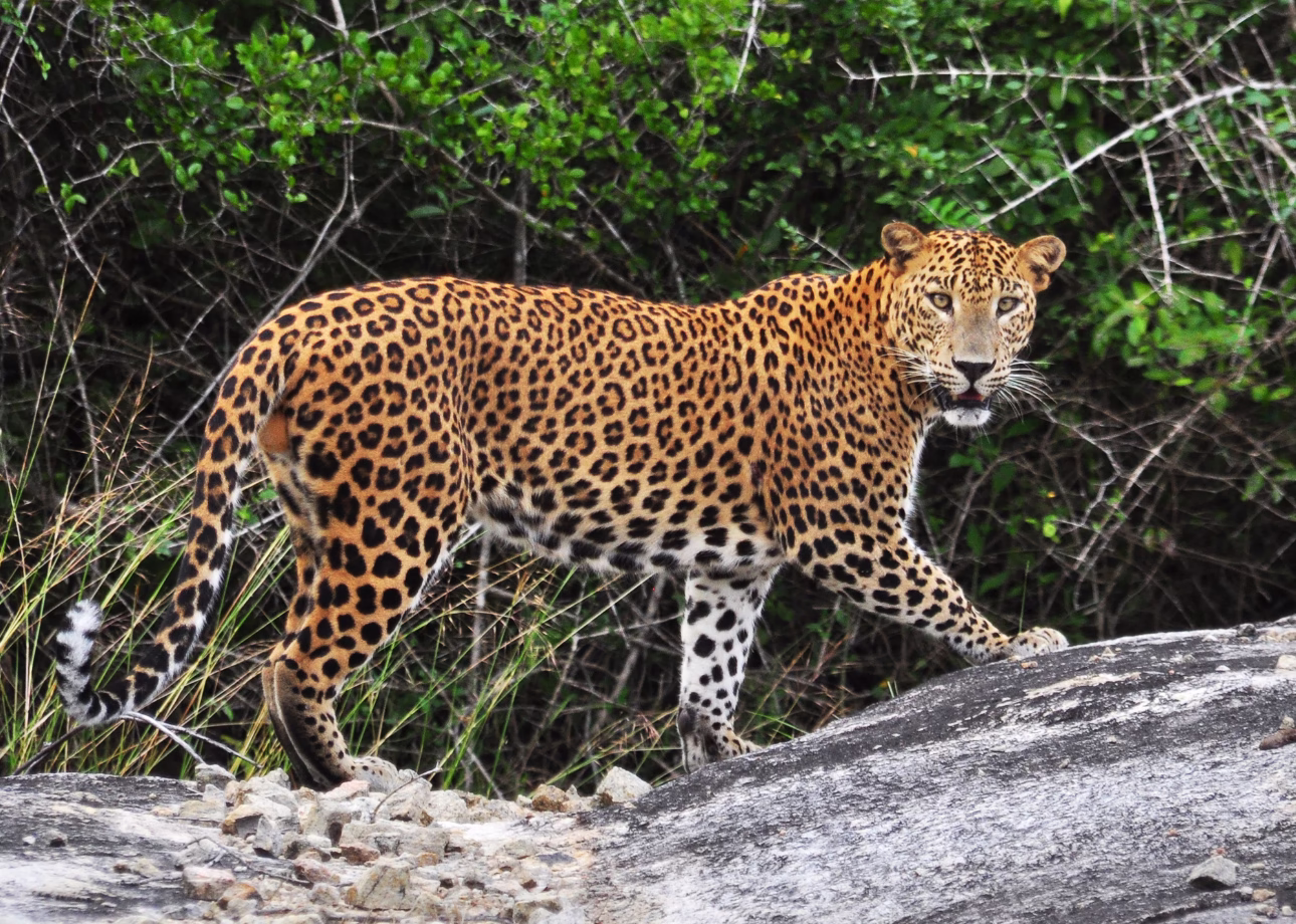 Sri Lanka Named Top-5 Asia Destination for 2026: What It Means for Travellers