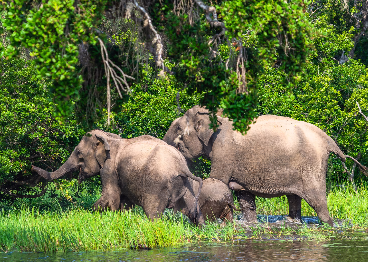 Sri Lanka 11-days tour, Insight Into Sri Lanka