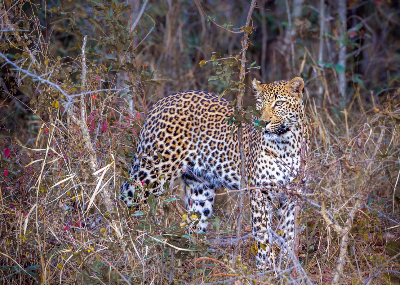 4-Day Cultural Triangle Tour with Wilpattu Safari