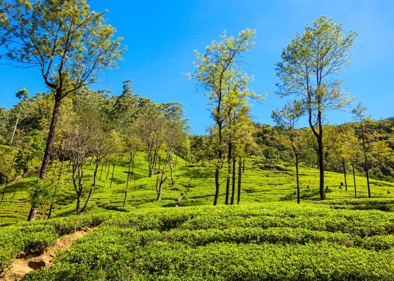 All in Sri Lanka 7-days tour, history, culture, nature