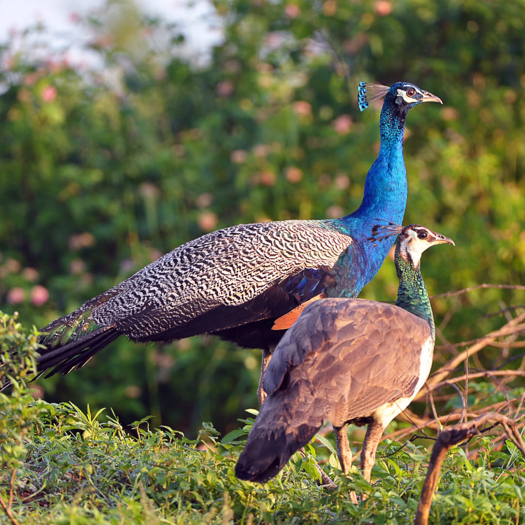 4-Day Jungle Adventure in Sri Lanka