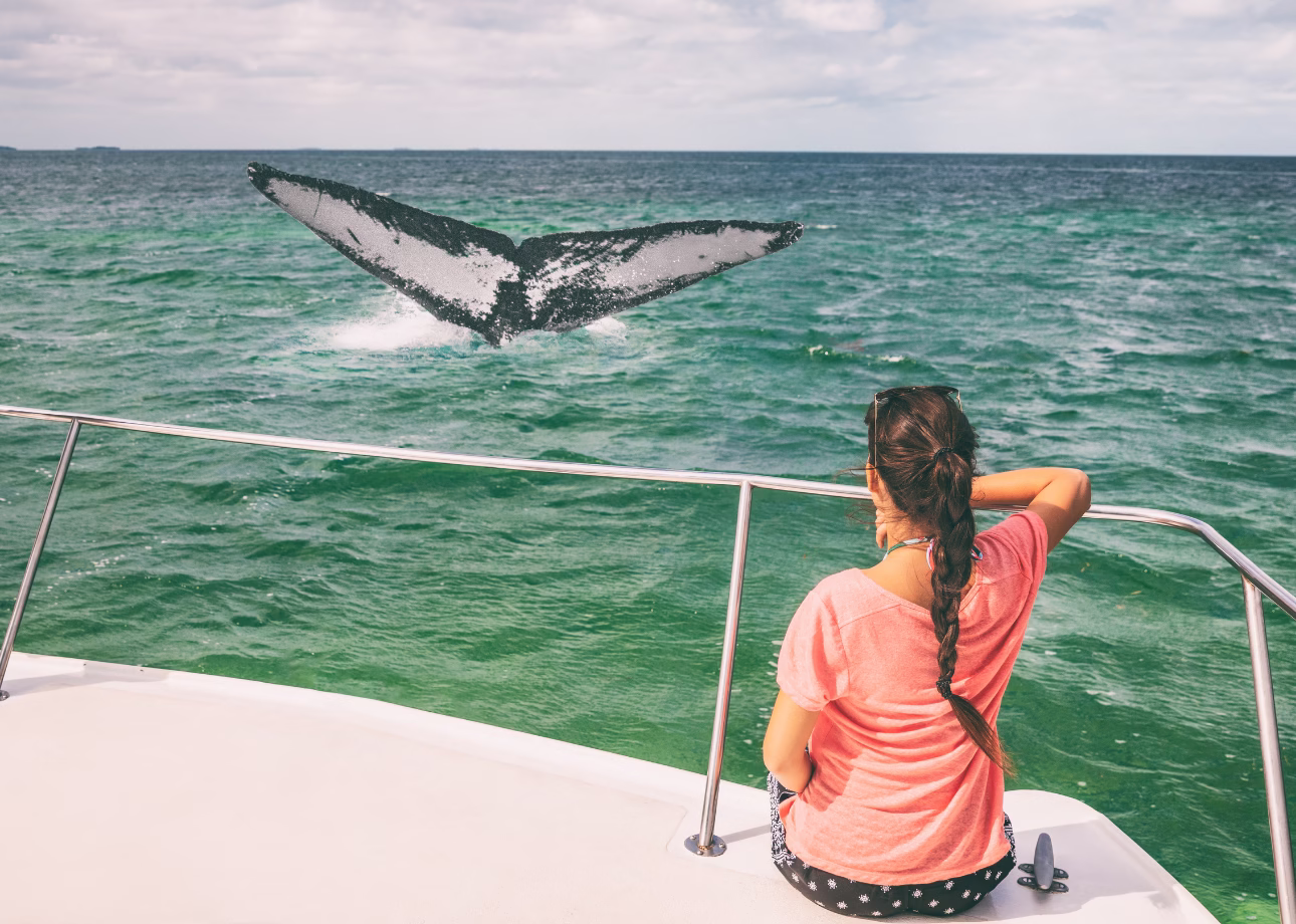 3-Day Southern Sri Lanka Yala Safari, Galle Fort, Whale Watching Tour