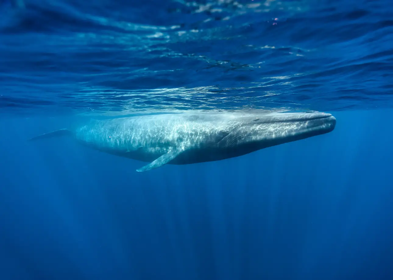 One Day Whale Watching Tour from Colombo