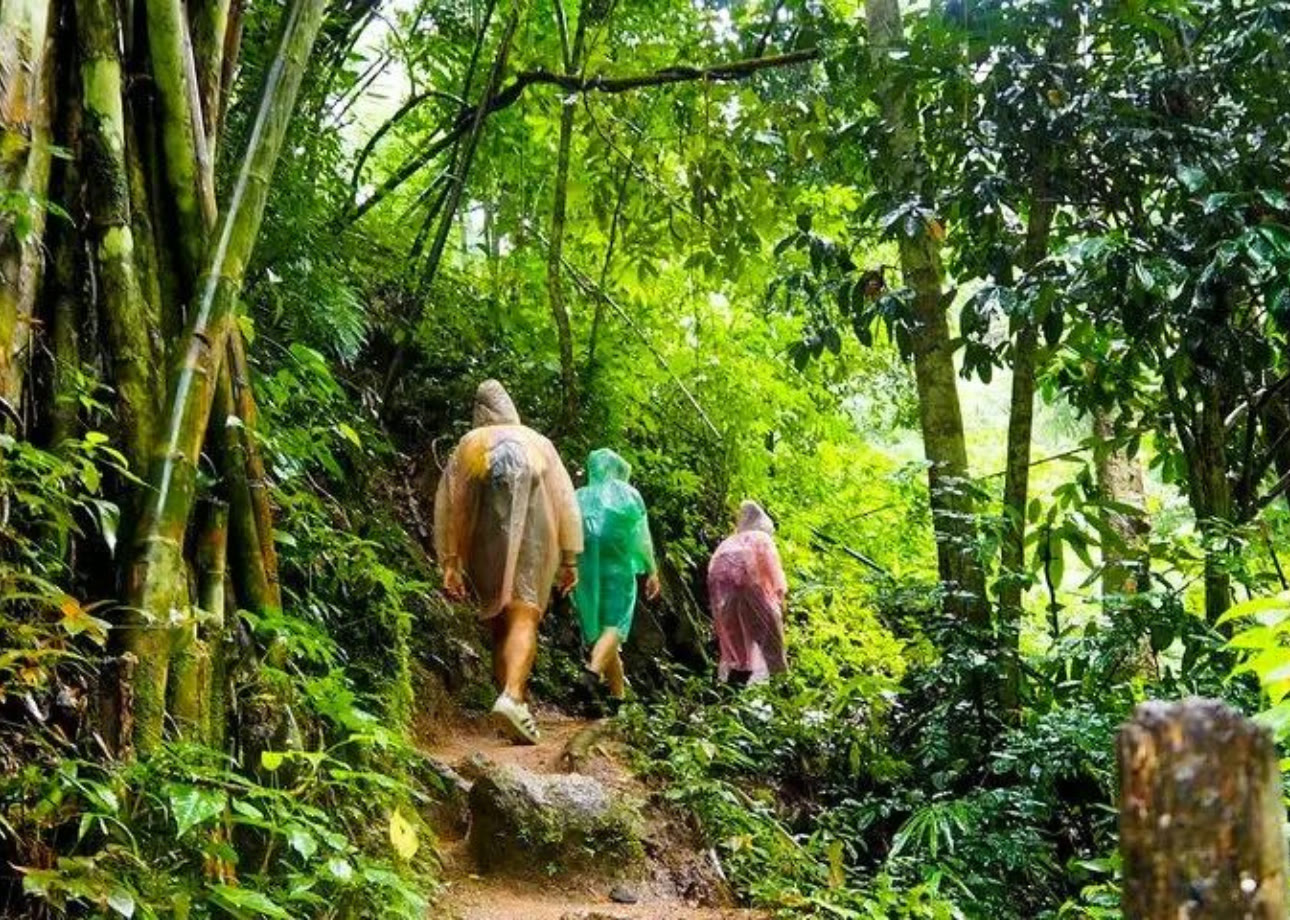 Sinharaja Rainforest Day Tour from Colombo & Bentota