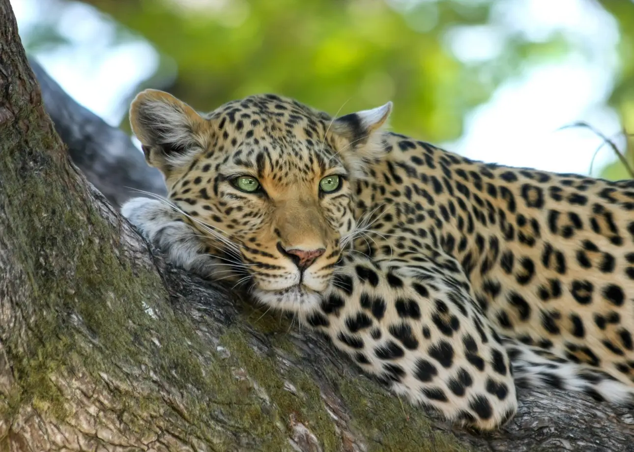 One Day Yala National Park Safari from Colombo