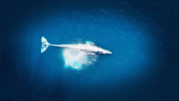 Whale-watching Colombo