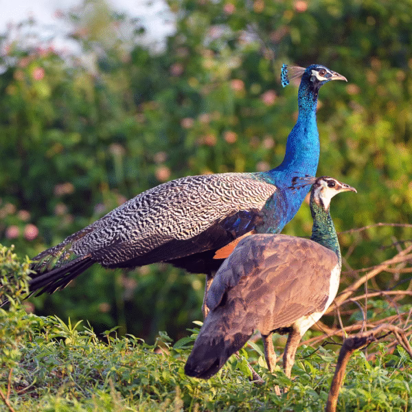 sri lanka 12-day tour