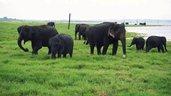 SRI LANKA DAY TRIP, Colombo one day Trip, Sri Lanka 7-day tour itinerary with Sri Lanka beach tour, Minneriya National Park Safari, GUIDE TO YALA NATIONAL PARK, Sri Lanka Wildlife Travel Package