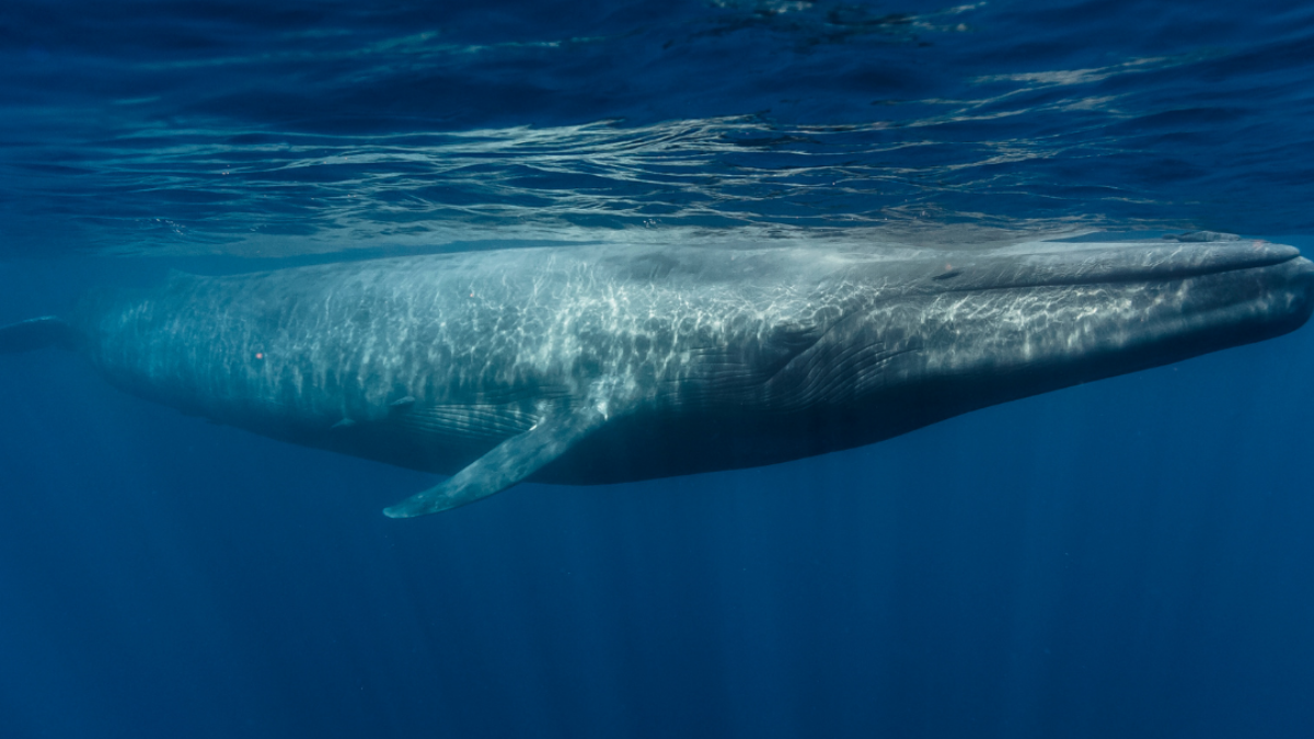 Giona N.2 | Produzione Privata, image size:1200x675