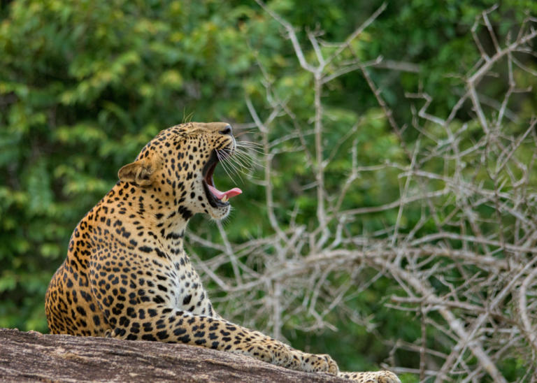 Sri Lanka travel guide: Your Ultimate Guide to the Pearl of the Orient